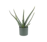 KENTIS - Aloe Vera - Piante Vere da Esterno da Giardino da Balcone - Pianta Grassa Succulenta - H 30-40 cm Vaso 14 cm