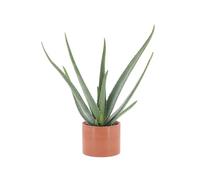 KENTIS - Aloe Vera - Piante Vere da Esterno da Giardino da Balcone - Pianta Grassa Succulenta - H 45-55 cm Vaso 14 cm