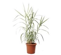 KENTIS - Arundo Donax Variegato - Canna Domestica - Piante Vere da Esterno Resistenti - Pianta da Giardino - H 110-130 cm Vaso Ø 24 cm