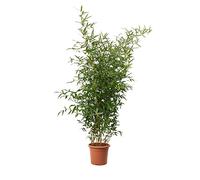 KENTIS - Bambusa Spectabilis con Decorazione Vaso in Juta - Bamboo Pianta Vera da Esterno - Bambù Piante per Giardino - H 170-200 cm Vaso Ø 24 cm