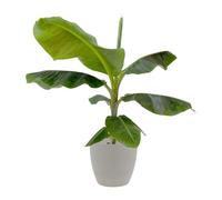 KENTIS - Banano - Musa Dwarf Cavendish - Pianta Vera da Interno Tropicale - H 70-90 cm Vaso Ø 21 cm