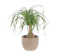 KENTIS - Beaucarnea Nolina Recurvata - Piante da Interni Vere - H 30-40cm Vaso Ø 14 cm - Mangiafumo