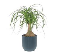 KENTIS - Beaucarnea Nolina Recurvata - Piante da Interni Vere - H 30-40cm Vaso Ø 14 cm - Mangiafumo