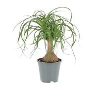 KENTIS - Beaucarnea Nolina Recurvata - Piante da Interni Vere - H 30-40cm Vaso Ø 14 cm - Mangiafumo