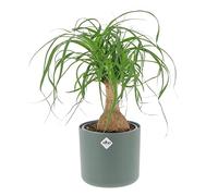 KENTIS - Beaucarnea Nolina Recurvata - Piante da Interni Vere - H 30-40cm Vaso Ø 14 cm - Mangiafumo