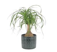 KENTIS - Beaucarnea Nolina Recurvata - Piante da Interni Vere - H 30-40cm Vaso Ø 14 cm - Mangiafumo