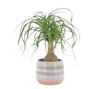 KENTIS - Beaucarnea Nolina Recurvata - Piante da Interni Vere - H 30-40cm Vaso Ø 14 cm - Mangiafumo
