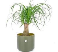 KENTIS - Beaucarnea Nolina Recurvata - Piante da Interni Vere - H 30-40cm Vaso Ø 14 cm - Mangiafumo