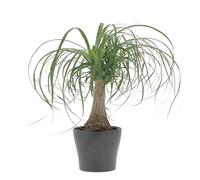 KENTIS - Beaucarnea Nolina Recurvata - Piante da Interni Vere - H 30-40cm Vaso Ø 14 cm - Mangiafumo