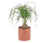 KENTIS - Beaucarnea Nolina Recurvata - Piante da Interni Vere - H 30-40cm Vaso Ø 14 cm - Mangiafumo