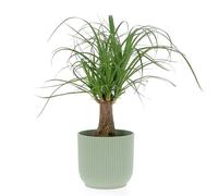 KENTIS - Beaucarnea Nolina Recurvata - Piante da Interni Vere - H 30-40cm Vaso Ø 14 cm - Mangiafumo