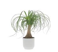 KENTIS - Beaucarnea Nolina Recurvata - Piante da Interni Vere - H 30-40cm Vaso Ø 14 cm - Mangiafumo