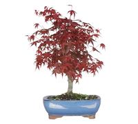 KENTIS - Bonsai Acero Rosso Originale Giapponese - Acer Palmatum Deshojo del Giappone - Piante Vere da Esterno - Pianta Made in Japan - H 40-50 cm Vaso Ø 21,5 cm