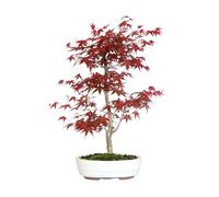 KENTIS - Bonsai Acero Rosso Originale Giapponese - Acer Palmatum Deshojo del Giappone - Piante Vere da Esterno - H 50-60 cm Vaso Ø 27,5 cm