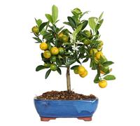KENTIS - Bonsai Calamondino - Citrus Mitis - Mandarino Nano - Pianta Vera da Frutto da Esterno - Piante Fiorite - H 35/40 cm Vaso in Ceramica 21 cm