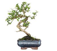 KENTIS - Bonsai Carmona - Bonsai Tè del Fukien Tè Coreano - Piante Vere da Appartamento - Pianta da Interni - H 25-35 cm Vaso Ø 15 cm a S