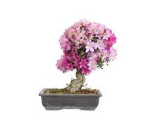 KENTIS - Bonsai di Azalea Satsuki Giapponese - Rhododendron Coltivato in Giappone - Pianta Vera da Esterno Fiorita Balcone - H 50/60 cm Vaso 39 cm