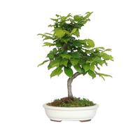 KENTIS - Bonsai di Carpino - Carpinus Betulus - Piante Vere da Esterno Ornamentali - Giardino Balcone Terrazzo - H 50/60 cm Vaso in Ceramica 30 cm