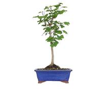 KENTIS - Bonsai di Ginkgo Biloba - Piante Vere da Esterno Ornamentali Resistenti - Giardino Balcone Terrazzo - H 40/50 cm Vaso in Ceramica 21 cm