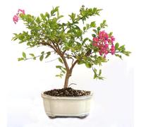 KENTIS - Bonsai di Lagerstroemia Indica Vero - Mirto Crespo - Pianta da Esterno - Balcone Terrazzo Giardino - Vaso in Ceramica 21 cm
