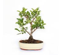 KENTIS - Bonsai di Melo - Malus Sp. - Pianta Vera da Frutto da Esterno - Piante da Giardino Balcone Terrazzo - H 40/45 cm Vaso in Ceramica 26 cm
