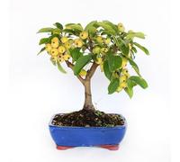 KENTIS - Bonsai di Melo - Malus Sp. - Pianta Vera da Frutto da Esterno - Piante da Giardino Balcone Terrazzo - H 25/35 cm Vaso in Ceramica 21 cm
