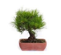 KENTIS - Bonsai di Pinus Densiflora - Pino Rosso Giapponese - Piante Vere da Esterno Resistenti - Giardino - H 30-40 cm Vaso in Terracotta 25 cm