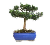 KENTIS - Bonsai di Podocarpo - Podocarpus Macrophyllus - Piante Vere da Interno ed Esterno - Appartamento Giardino Balcone - Vaso in Ceramica 29 cm