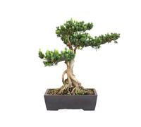 KENTIS - Bonsai di Podocarpo - Podocarpus Macrophyllus - Piante Vere da Interno ed Esterno - Appartamento Giardino Balcone - Vaso in Ceramica 38 cm