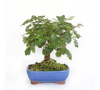 KENTIS - Bonsai di Quercus Pubescens - Quercia Roverella - Piante Vere da Esterno - Giardino Balcone Terrazzo - H 25-35 cm Vaso in Ceramica 21 cm