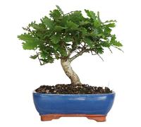 KENTIS - Bonsai di Quercus Pubescens - Quercia Roverella - Piante Vere da Esterno - Giardino Balcone Terrazzo - H 25-35 cm Vaso in Ceramica 21 cm
