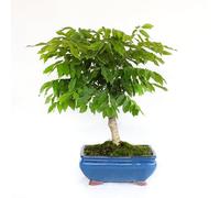 KENTIS - Bonsai di Wisteria Floribunda Alba - Glicine Bianco Giapponese - Piante Vere da Esterno Fiorite - H 45-50 cm Vaso in Ceramica 25 cm