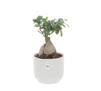 KENTIS - Bonsai Ficus Ginseng/Retusa - Pianta Vera - H 20-30 cm e Vaso Ø 12 cm