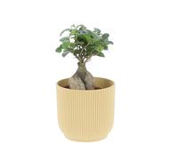 KENTIS - Bonsai Ficus Ginseng/Retusa - Pianta Vera - H 20-30 cm e Vaso Ø 12 cm