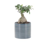 KENTIS - Bonsai Ficus Ginseng/Retusa - Pianta Vera - H 20-30 cm e Vaso Ø 12 cm