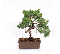 KENTIS - Bonsai Juniperus Chinensis Ito-Igawa - Bonsai Vero Ginepro Stile Giapponese - Piante Vere Da Esterno - H 25-30 cm Vaso Ø 15,5 cm
