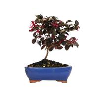 KENTIS - Bonsai Loropetalum - Bonsai da Esterno Vero Ornamentale - Piante Vere da Balcone Terrazzo - H 35-40 cm Vaso Ø 21 cm