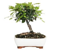 KENTIS - Bonsai Quercus Ilex - Leccio - Quercia Pianta Vera da Esterno Resistente - Sughera - Giardino Balcone - H 25/35 cm Vaso in Ceramica 21 cm