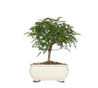 KENTIS - Bonsai Zanthoxylum Piperitum - Pianta del Pepe di Sichuan - Bonsai Vero Ornamentale da Interno e Esterno - H 17/23 cm Vaso 8 cm