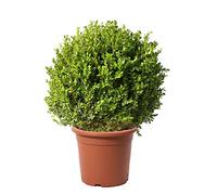 KENTIS Bosso Sfera Buxus Microphylla Faulkner, H 60/70 cm Sfera Ø 45/50 cm | Pianta Ornamentale, Piante Vere da Esterno, Sempreverdi Resistenti, Vaso Ø 30 cm