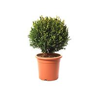 KENTIS - Bosso Sfera con Decorazione Vaso in Juta - Buxus Microphylla Faulkner - Piante Vere da Esterno - H 40/50 cm Sfera Ø 30/35 cm Vaso Ø 24 cm
