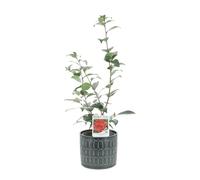 KENTIS - Camelia Japonica Captain Blood - Piante Vere da Esterno - Pianta Fiorita da Giardino Balcone Terrazzo - H 70-80 cm Vaso Ø 17 cm