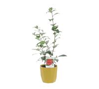 KENTIS - Camelia Japonica Captain Blood - Piante Vere da Esterno - Pianta Fiorita da Giardino Balcone Terrazzo - H 70-80 cm Vaso Ø 17 cm
