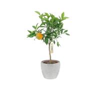 KENTIS - Citrus Clementina - Mandarancio - Piante da Frutto Vere da Esterno - Agrumi Piante da Balcone - H 70-80 cm Ø 20 cm