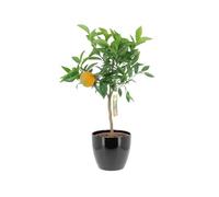 KENTIS - Citrus Clementina - Mandarancio - Piante da Frutto Vere da Esterno - Agrumi Piante da Balcone - H 70-80 cm Ø 20 cm