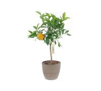 KENTIS - Citrus Clementina - Mandarancio - Piante da Frutto Vere da Esterno - Agrumi Piante da Balcone - H 70-80 cm Ø 20 cm