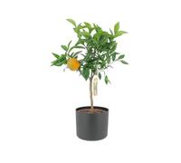 KENTIS - Citrus Clementina - Mandarancio - Piante da Frutto Vere da Esterno - Agrumi Piante da Balcone - H 70-80 cm Ø 20 cm