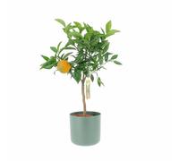 KENTIS - Citrus Clementina - Mandarancio - Piante da Frutto Vere da Esterno - Agrumi Piante da Balcone - H 70-80 cm Ø 20 cm