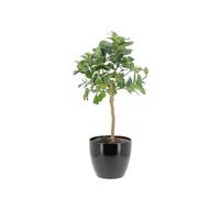 KENTIS - Citrus Mano di Buddha - Alberi da Frutto da Esterno - Piante Vere di Agrumi da Balcone Terrazzo - H 70-80 cm Ø 20 cm