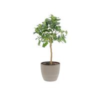 KENTIS - Citrus Mano di Buddha - Alberi da Frutto da Esterno - Piante Vere di Agrumi da Balcone Terrazzo - H 70-80 cm Ø 20 cm